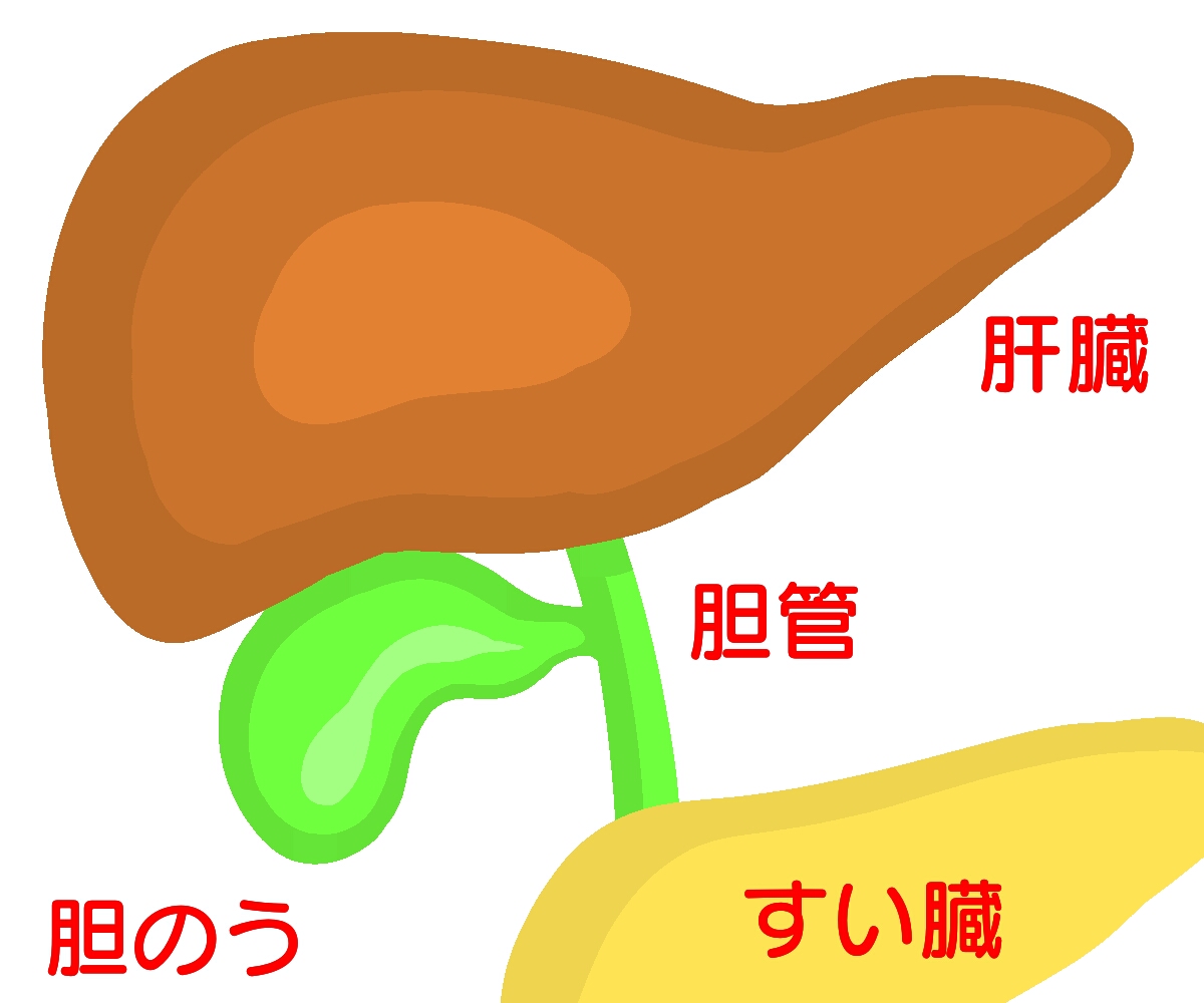 糖尿病の人の膵臓は相当に悪いのか。エビデンスを示します