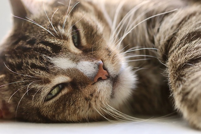 猫と血糖値：健康管理から糖尿病の予防と治療まで